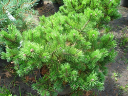 Сосна горная Клостергрюн  Pinus mugo Klostergrun